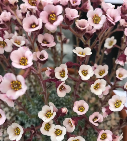 Saxifraga 'Lesley Travis'